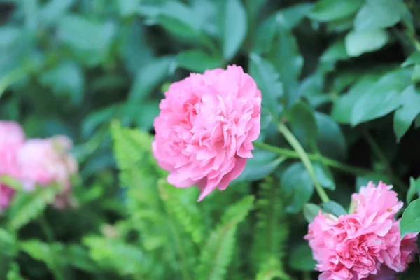 A flower beds in the park at spring time — Stock Photo, Image