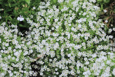 hk baharda resmi bahçede çiçek yatakları