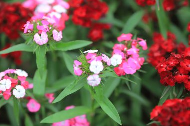 hk baharda resmi bahçede çiçek yatakları