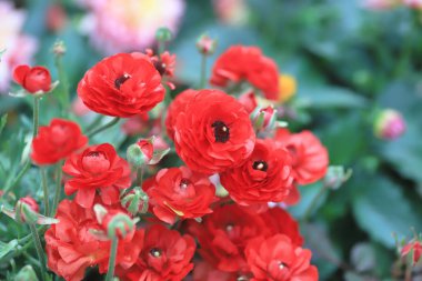 hk, resmi bahçede çiçek yatak