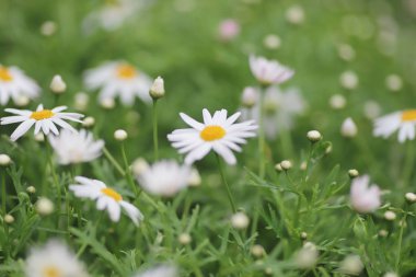 Papatya çiçek sezon manzara arka zemin üzerinde.