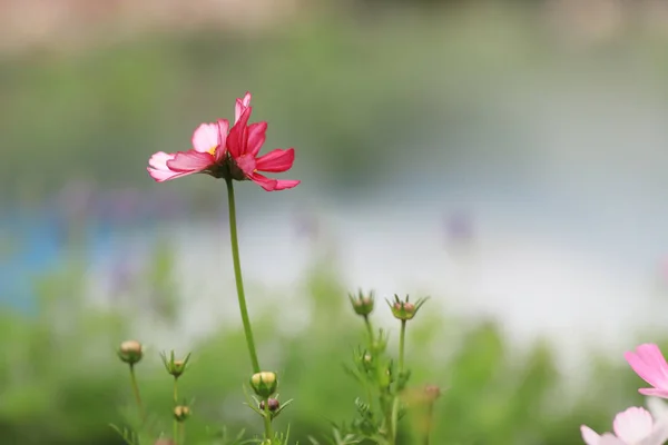 The Cosmos flower on a green back ground closeup — Stock Photo, Image