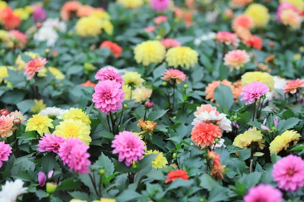 Um buquê de belas flores multicoloridas de Dahlia — Fotografia de Stock