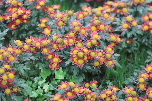 Fleurs de marguerite sur un fond de paysage de la saison . — Photo