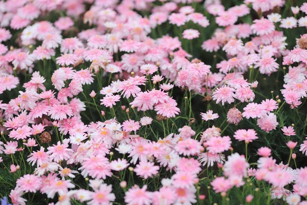 Daisy flowers on a back ground of the season landscape. — Stock Photo, Image