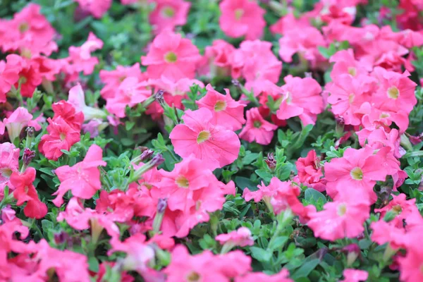 Blomsterrabatter i formell trädgård på HK Spring — Stockfoto