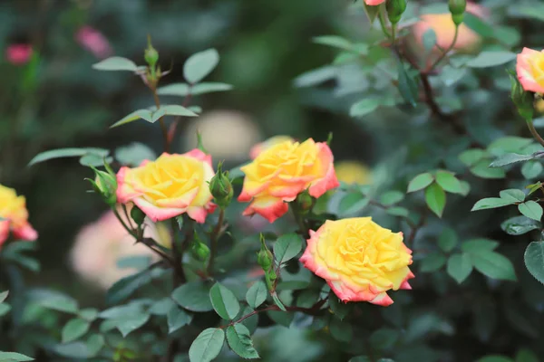 Rose Blume Strauch Garten Natur zurück Boden — Stockfoto