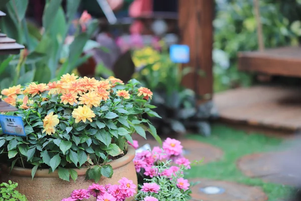 Ogrody kwiatowe w formalny ogród w hk — Zdjęcie stockowe
