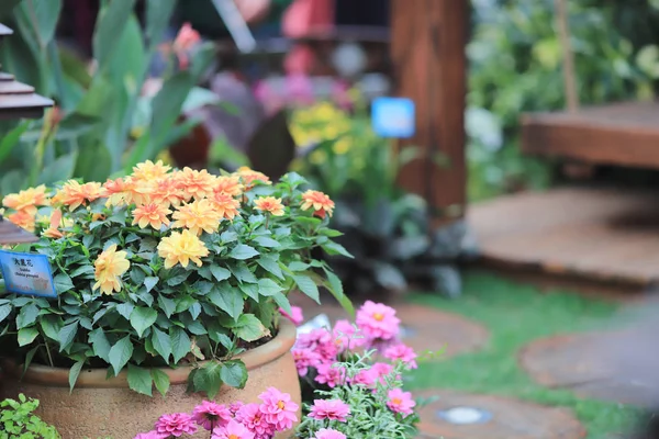 Um canteiros de flores no jardim formal em hk — Fotografia de Stock