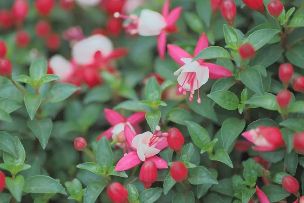 a  delicate hanging down red and purple fuchsia flowers