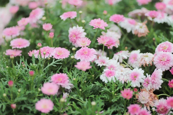 O fundo natural das flores de argyranthemum — Fotografia de Stock