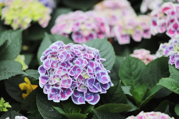 Renkli ortanca çiçek bir yaz gününde — Stok fotoğraf
