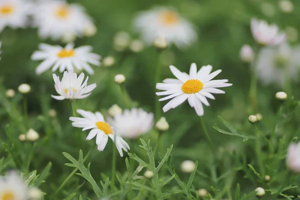 Daisy blommor på en tillbaka marken säsongen landskapet. — Stockfoto