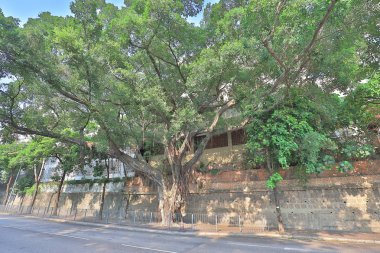 büyük bir ağaç ve dalları üzerinde kafa ağaç