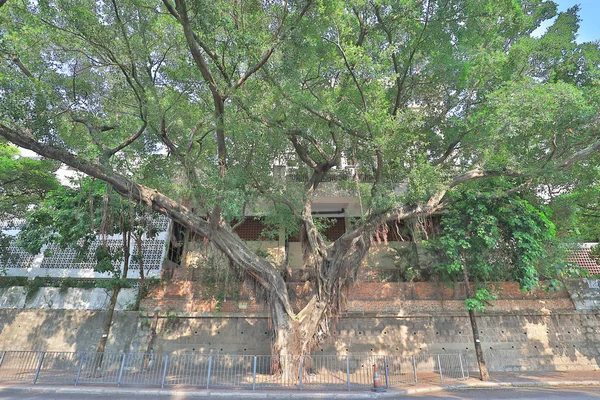 Pohon besar dan cabang pohon di atas kepala — Stok Foto