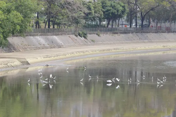 反対の岸に立っている小さな白いサギ — ストック写真