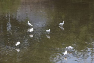 küçük beyaz heron karşı kıyısında duruyor