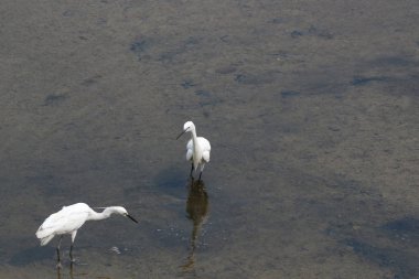 küçük beyaz heron karşı kıyısında duruyor