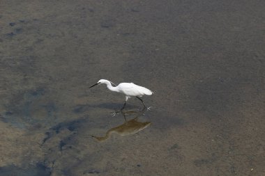 küçük beyaz heron karşı kıyısında duruyor
