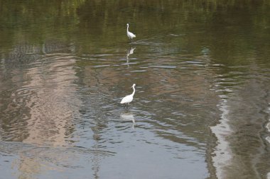 küçük beyaz heron karşı kıyısında duruyor