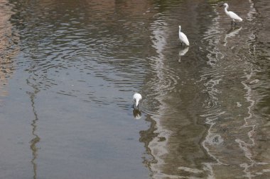 küçük beyaz heron karşı kıyısında duruyor