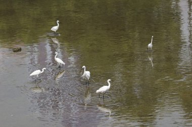 küçük beyaz heron karşı kıyısında duruyor