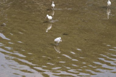 küçük beyaz heron karşı kıyısında duruyor