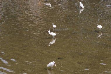 küçük beyaz heron karşı kıyısında duruyor