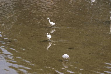 küçük beyaz heron karşı kıyısında duruyor