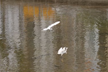 küçük beyaz heron karşı kıyısında duruyor