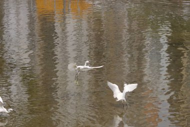 küçük beyaz heron karşı kıyısında duruyor