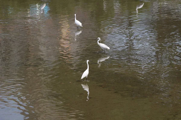 Den lilla vita heron står på stranden mot — Stockfoto