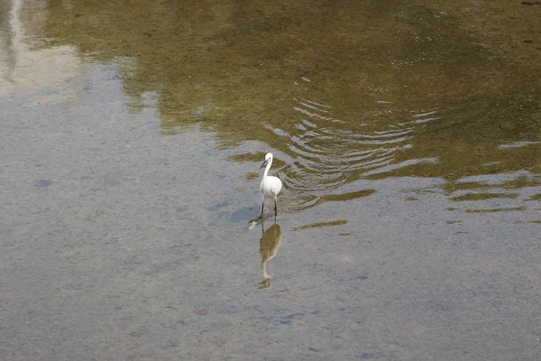 Malá bílá volavka stojí na břehu proti — Stock fotografie