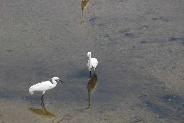 Den lilla vita heron står på stranden mot — Stockfoto