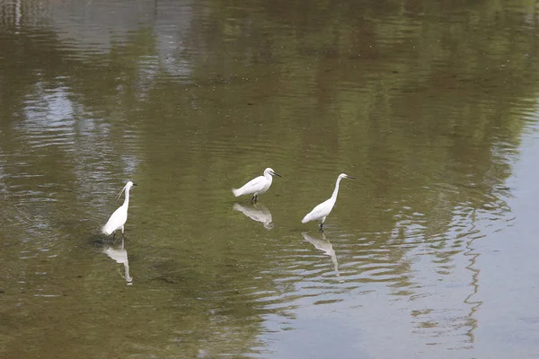 Der kleine weiße Reiher steht am Ufer gegen — Stockfoto