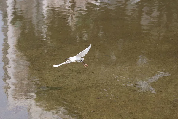 Маленькая белая цапля стоит на берегу — стоковое фото