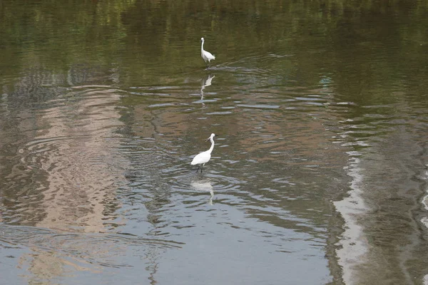 Der kleine weiße Reiher steht am Ufer gegen — Stockfoto