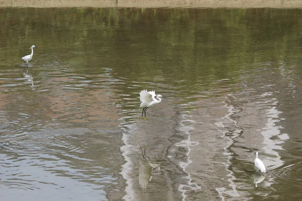 Der kleine weiße Reiher steht am Ufer gegen — Stockfoto