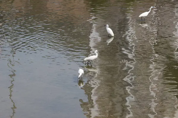 Den lilla vita heron står på stranden mot — Stockfoto