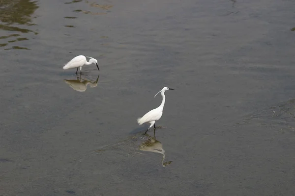 Den lilla vita heron står på stranden mot — Stockfoto