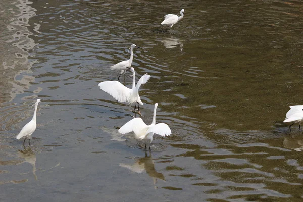 Il piccolo airone bianco si erge sulla riva contro — Foto Stock