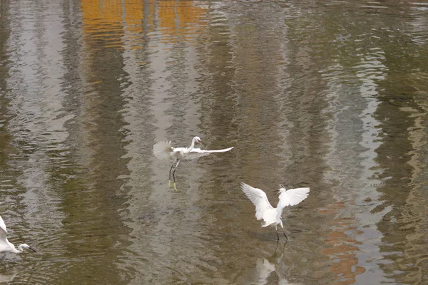 The  little white heron stands on the shore against — Stock Photo, Image