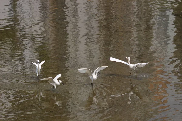 Le petit héron blanc se tient sur le rivage contre — Photo