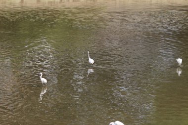 küçük beyaz heron karşı kıyısında duruyor
