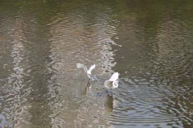 küçük beyaz heron karşı kıyısında duruyor