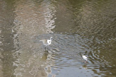 küçük beyaz heron karşı kıyısında duruyor