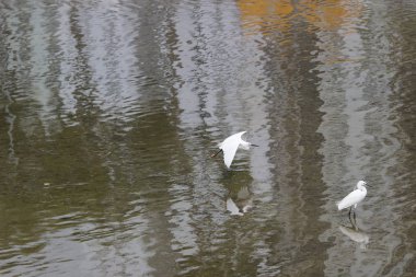 küçük beyaz heron karşı kıyısında duruyor