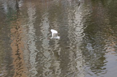küçük beyaz heron karşı kıyısında duruyor