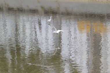 küçük beyaz heron karşı kıyısında duruyor