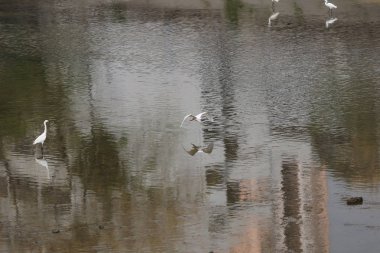 küçük beyaz heron karşı kıyısında duruyor